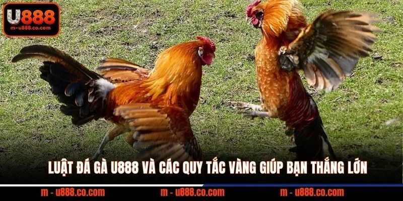Luật Đá Gà U888 và các quy tắc vàng giúp bạn thắng lớn 1 Luật Đá Gà U888 và các quy tắc vàng giúp bạn thắng lớn