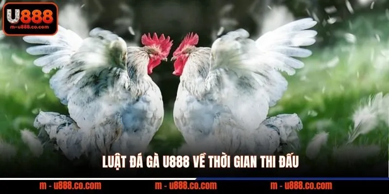Luật Đá Gà U888 và các quy tắc vàng giúp bạn thắng lớn 2 Luật đá gà U888 về thời gian thi đấu