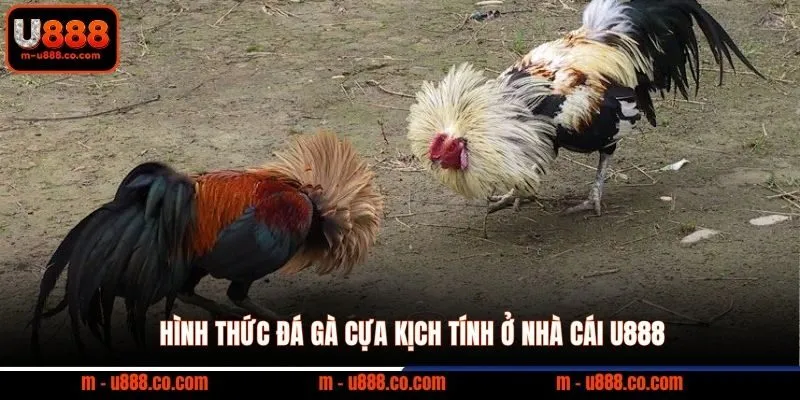 Luật Đá Gà U888 và các quy tắc vàng giúp bạn thắng lớn 3 Hình thức đá gà cựa kịch tính ở nhà cái U888