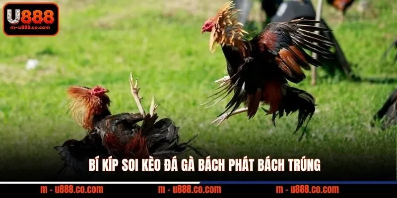 Luật Đá Gà U888 và các quy tắc vàng giúp bạn thắng lớn 4 Bí kíp soi kèo đá gà bách phát bách trúng
