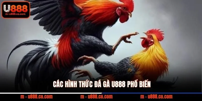 Đá Gà U888 - Thể Thao Trực Tuyến Đẳng Cấp 1 Các hình thức đá gà U888 phổ biến