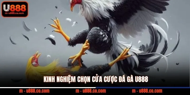Đá Gà U888 - Thể Thao Trực Tuyến Đẳng Cấp 2 Kinh nghiệm chọn cửa cược đá gà U888