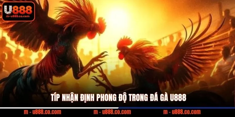 Đá Gà U888 - Thể Thao Trực Tuyến Đẳng Cấp 3 Típ nhận định phong độ trong đá gà U888